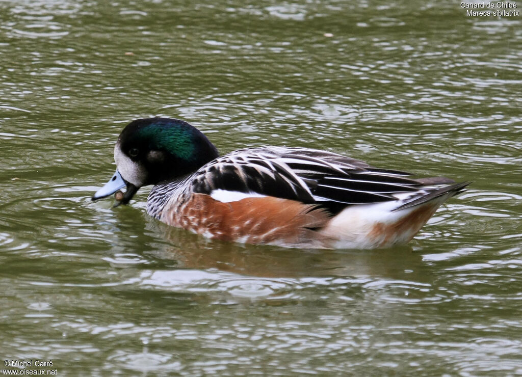 Canard de Chiloé mâle adulte