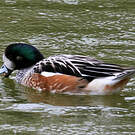 Canard de Chiloé