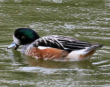 Chiloe Wigeon