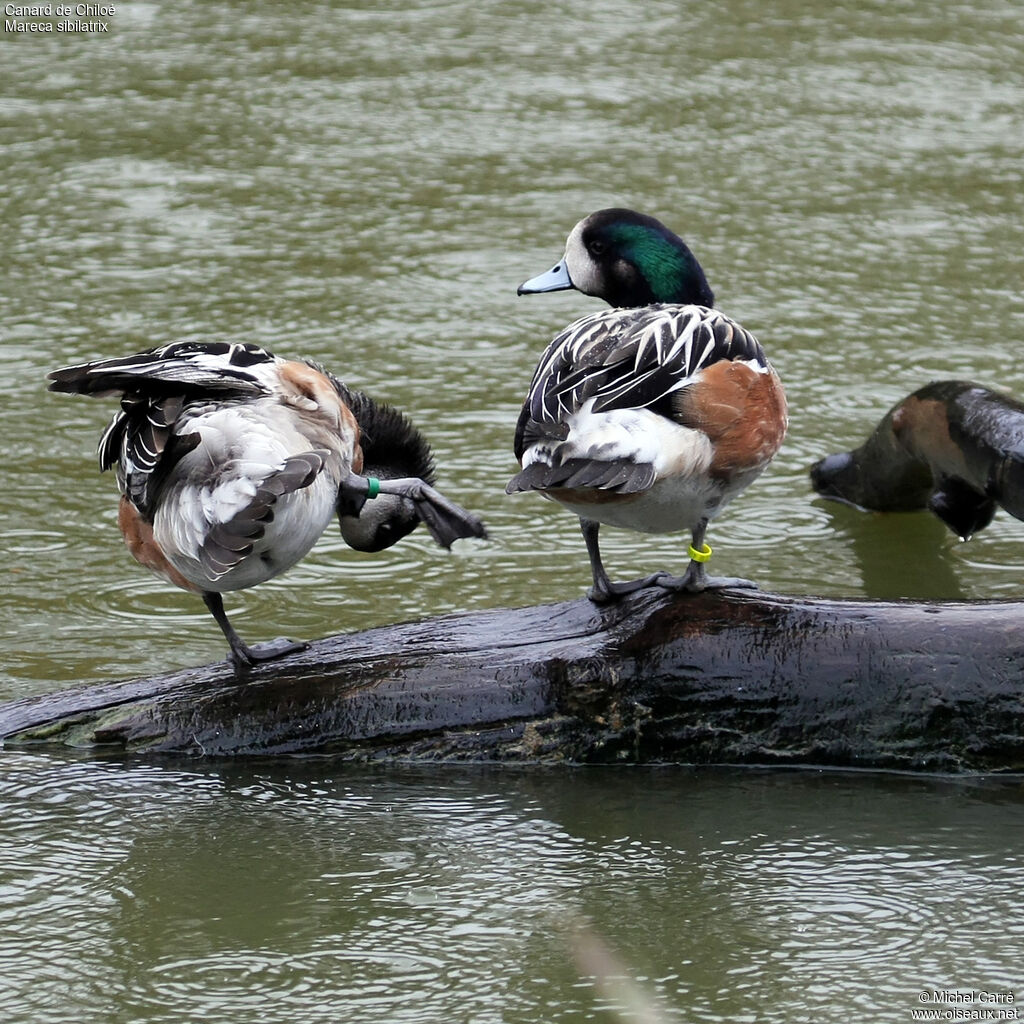 Chiloe Wigeonadult