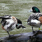 Canard de Chiloé