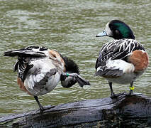 Chiloe Wigeon