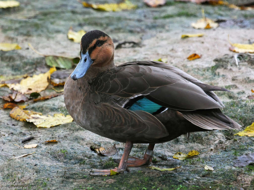 Philippine Duckadult, identification