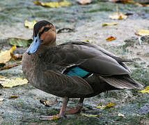 Canard des Philippines