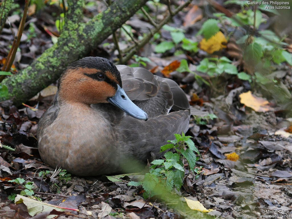 Philippine Duckadult