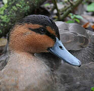 Philippine Duck