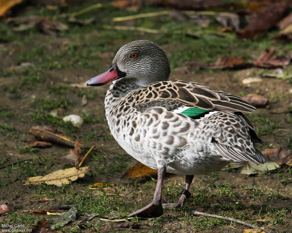 Cape Tealadult