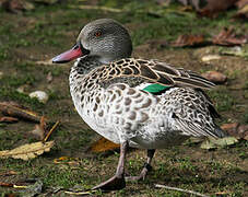 Cape Teal