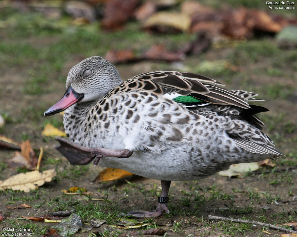 Canard du Capadulte