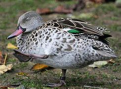 Cape Teal