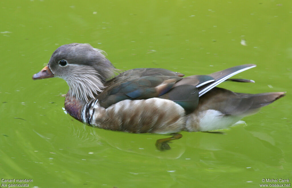 Canard mandarin femelle adulte nuptial