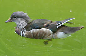 Canard mandarin