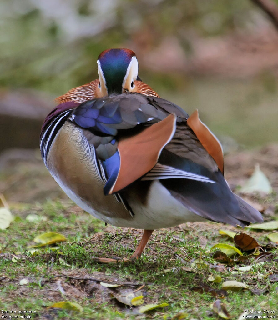 Canard mandarin mâle adulte nuptial