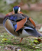 Mandarin Duck