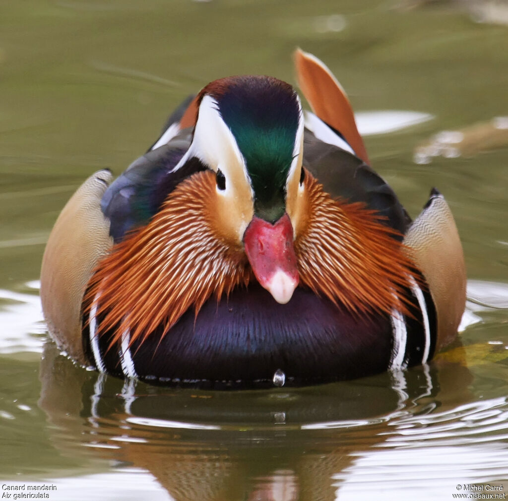 Mandarin Duck male adult breeding