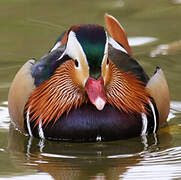 Mandarin Duck