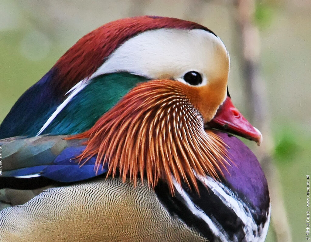 Canard mandarin mâle adulte nuptial