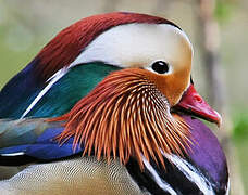 Canard mandarin