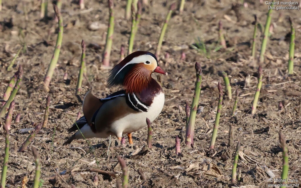 Canard mandarin mâle adulte