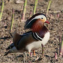 Canard mandarin