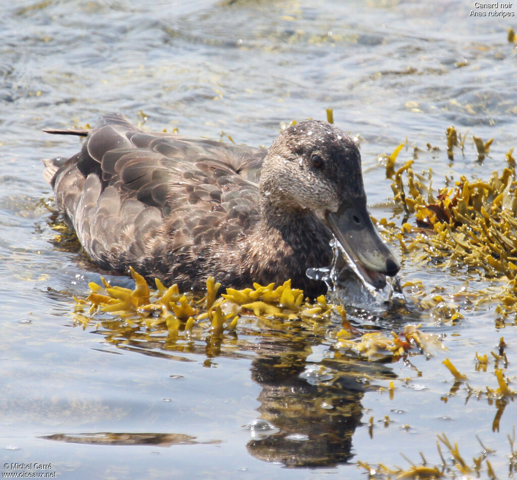 American Black Duckjuvenile