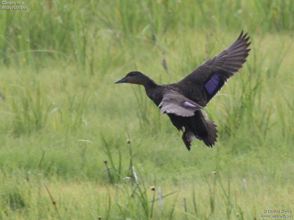 Canard noir, Vol