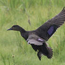Canard noir