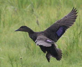 Canard noir