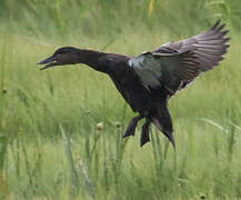 American Black Duck