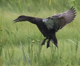 Canard noir