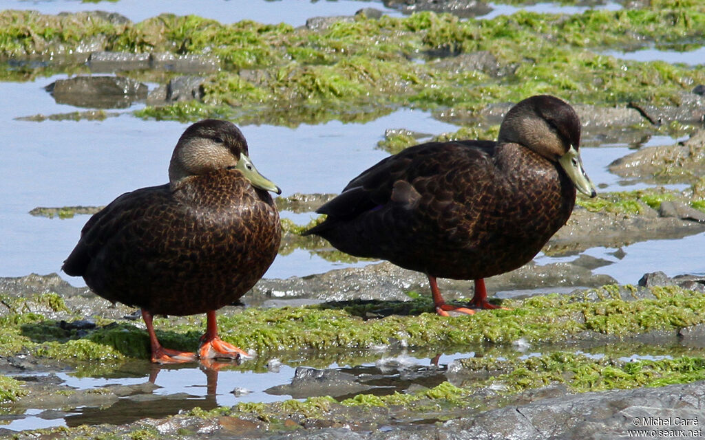 Canard noir