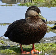 Canard noir