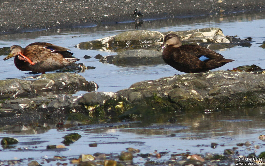 Canard noir mâle adulte, identification