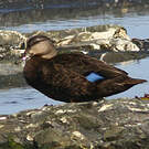 Canard noir