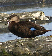 Canard noir