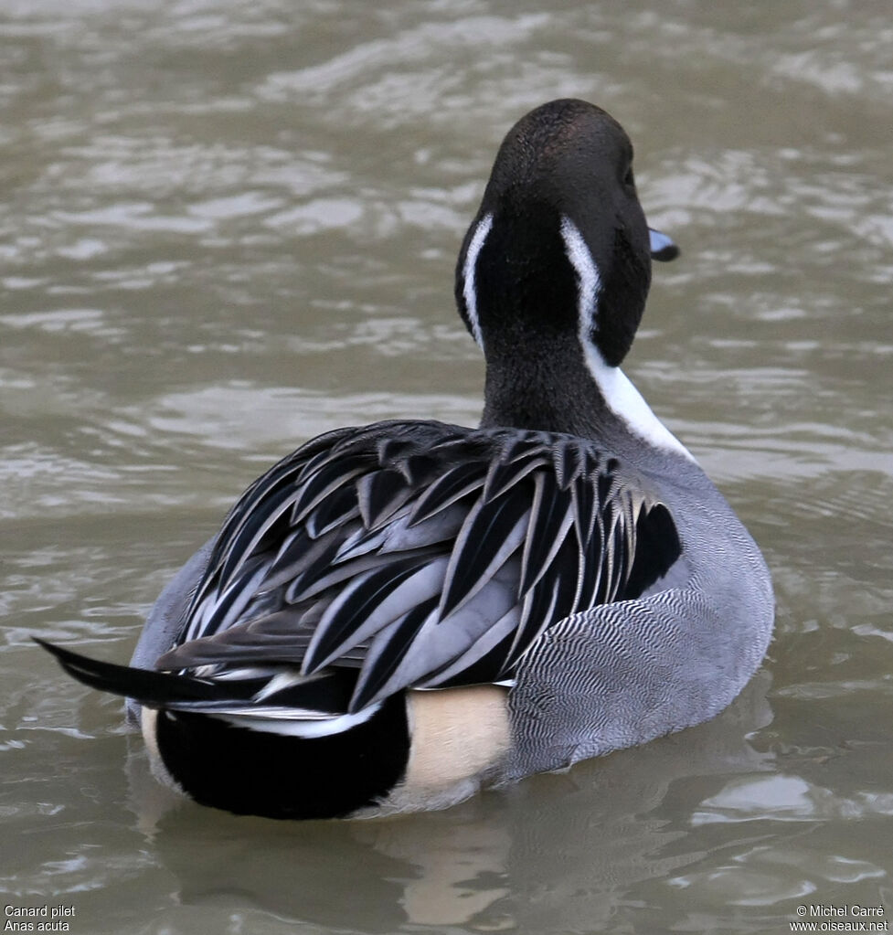 Northern Pintail male adult