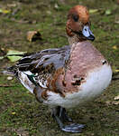 Canard siffleur