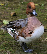 Eurasian Wigeon