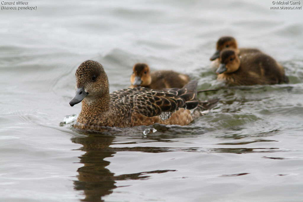 Canard siffleur