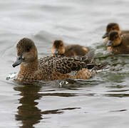 Canard siffleur