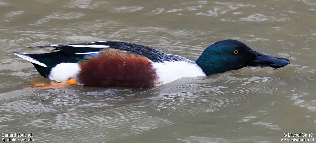 Canard souchet mâle adulte