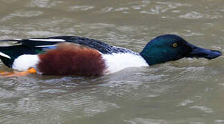 Northern Shoveler