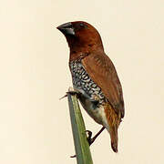 Scaly-breasted Munia