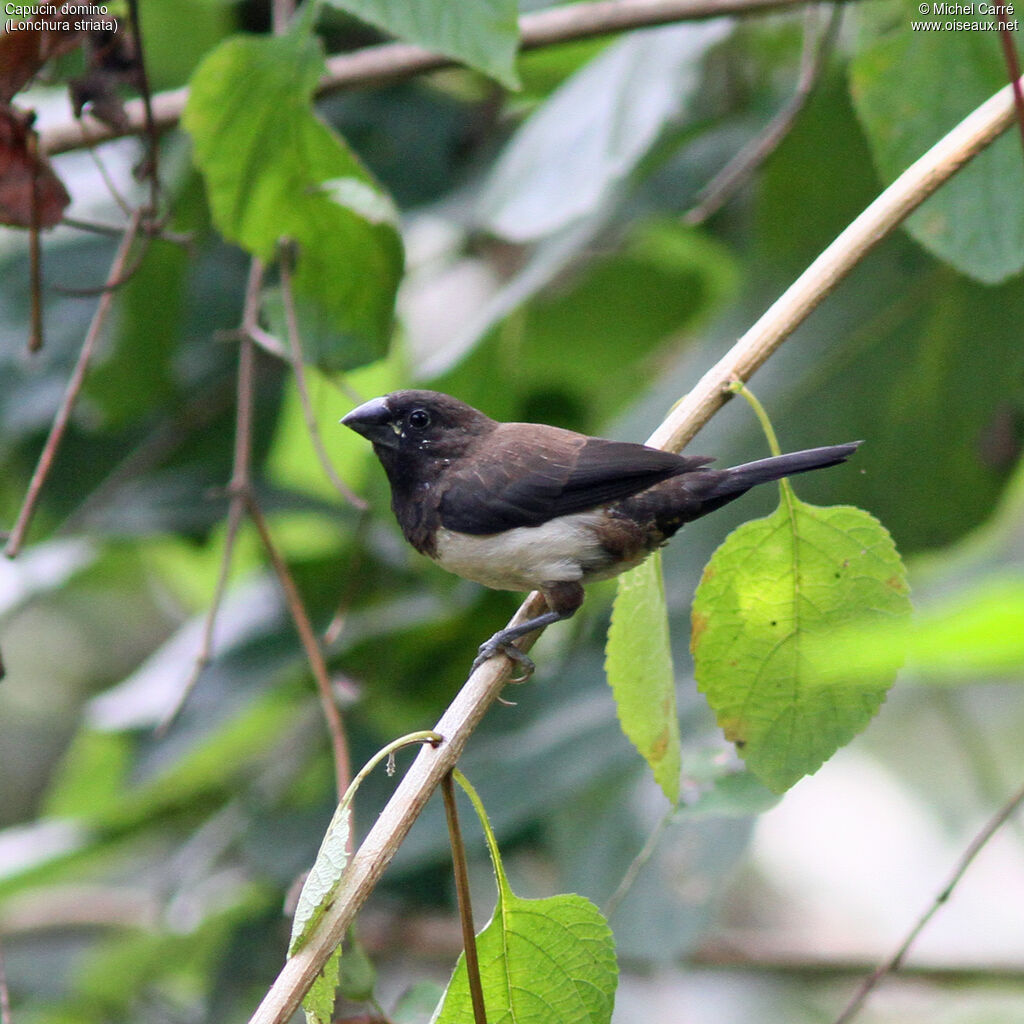 White-rumped Muniaadult