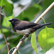 White-rumped Munia