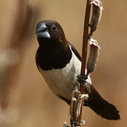 White-rumped Munia