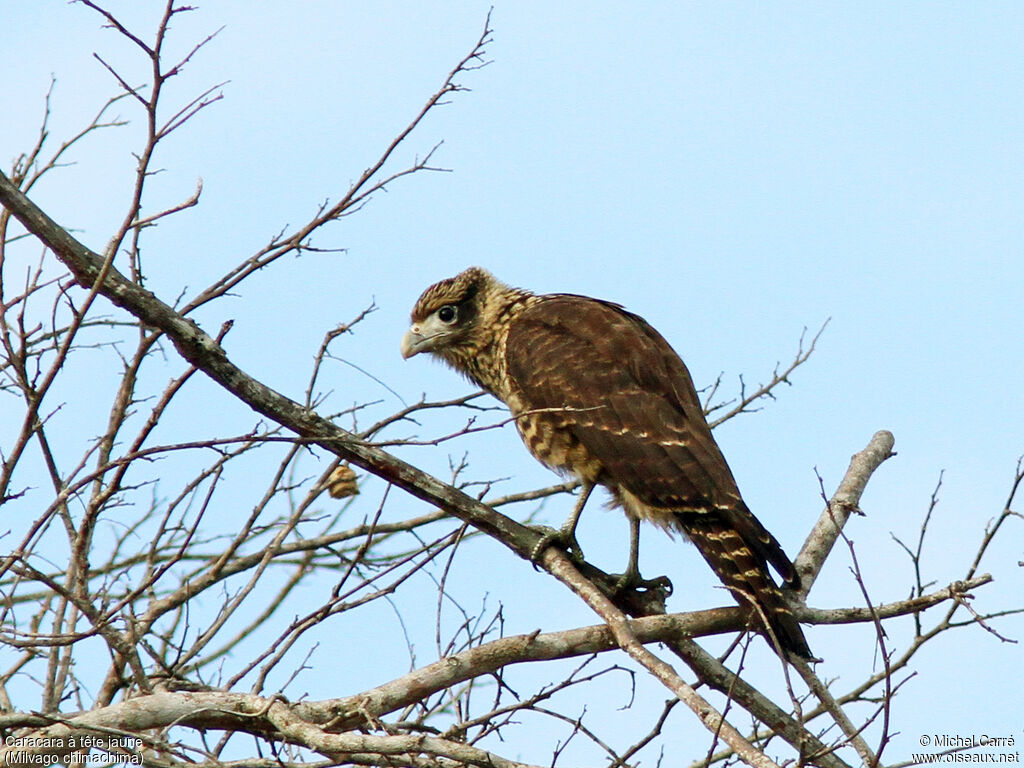 Yellow-headed Caracarajuvenile