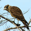 Caracara à tête jaune