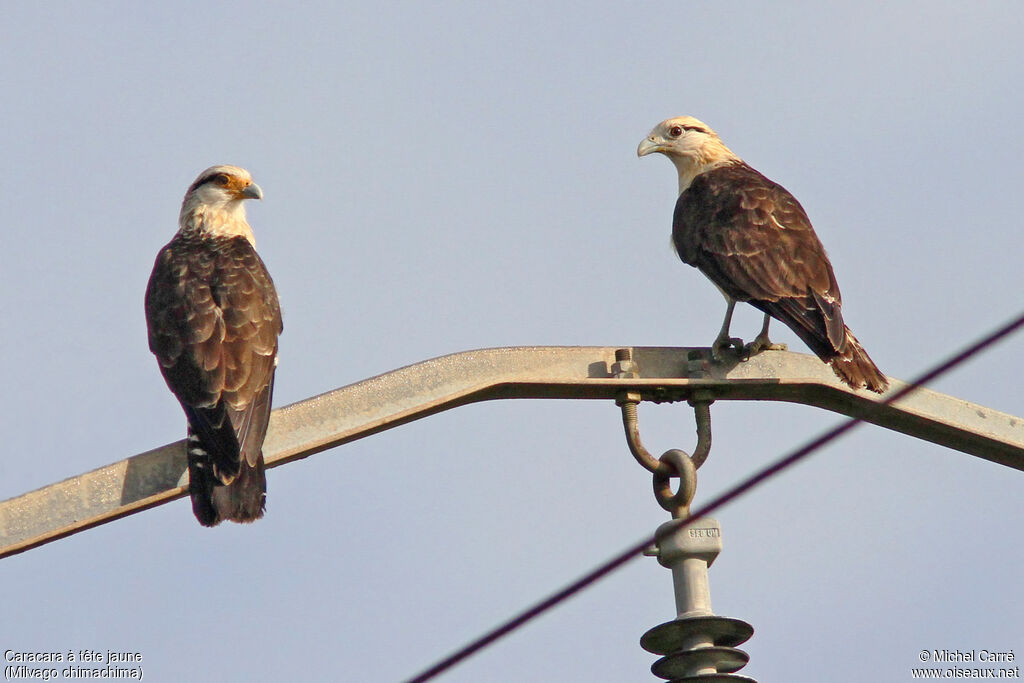 Yellow-headed Caracaraadult