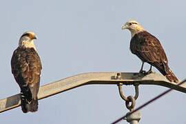 Yellow-headed Caracara